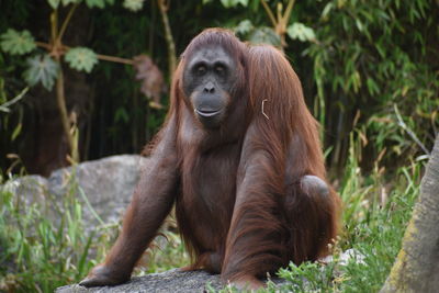 Close-up of orangutan