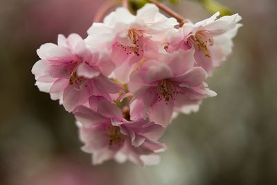 Close-up of pink cherry blossoms