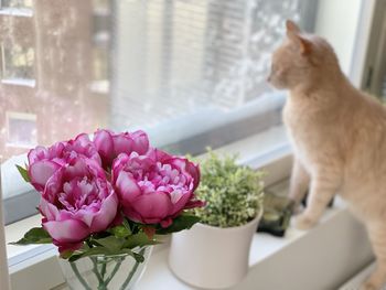 Close-up of cat by flower pot on table