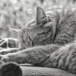 Close-up of cat sleeping