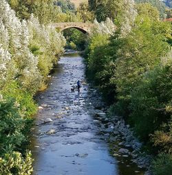 Scenic view of river amidst trees