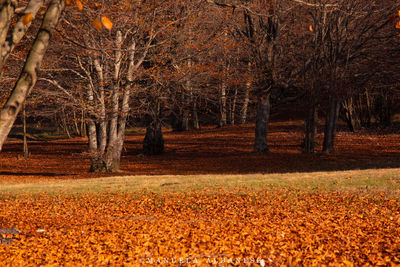 Trees in forest during autumn