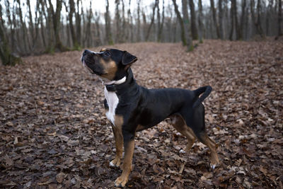 Dog looking away in forest