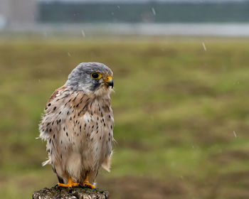 Close-up of a bird