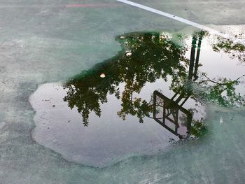 High angle view of tree by swimming pool in lake