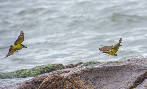 View of seagull flying over sea