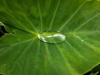 Close-up of raindrops on green leaves