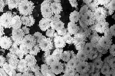 Full frame shot of white flowering plants