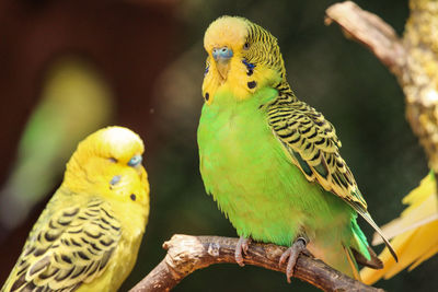 Close-up of parrot perching on yellow leaf