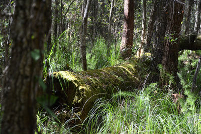 Trees in forest