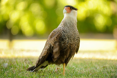 Close-up of bird perching on grass