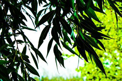 Low angle view of leaves