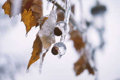 Close-up of frozen plant