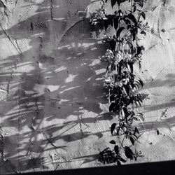 Plants growing in the dark