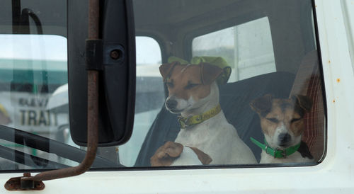 Dogs in pick-up truck seen through window