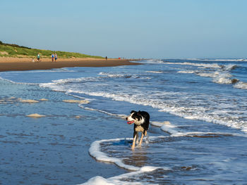 Dog on beach