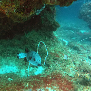 Fish swimming in sea