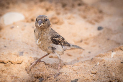 Close-up of bird perching on rock