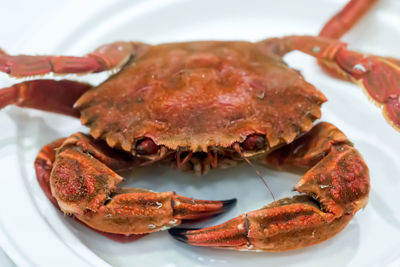 Close-up of red crab on white background