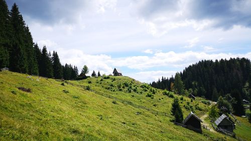 Panoramic shot of trees on field against sky