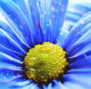 Close-up of daisy flowers