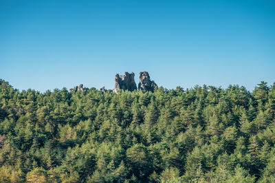 Scenic view of trees against clear blue sky