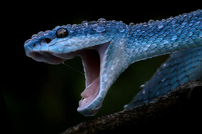 Close-up of jellyfish against black background