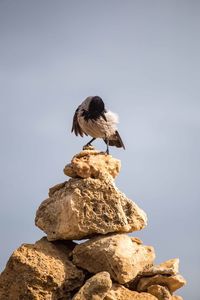 Bird perching on rock against sky