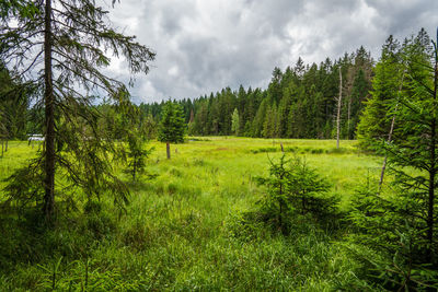 Trees on field against sky