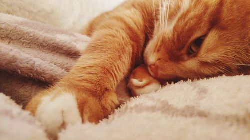 Close-up of cat sleeping on bed