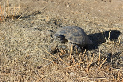 Close-up of tortoise on grass