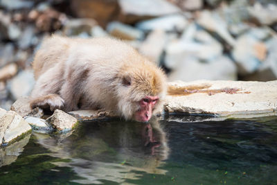 View of sheep drinking water in a lake