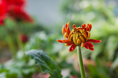 Close-up of red flowering plant