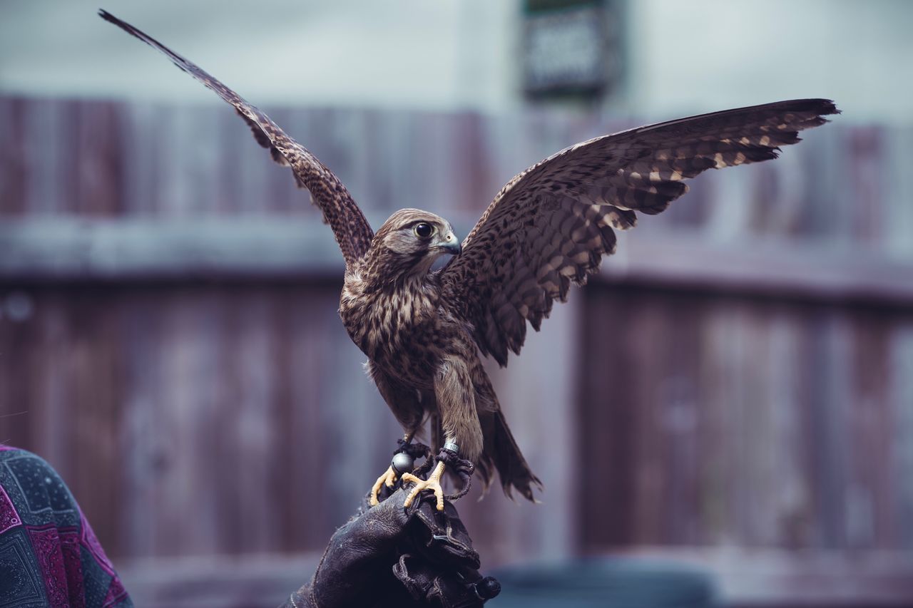 bird, animal, animal themes, vertebrate, animals in the wild, animal wildlife, spread wings, flying, focus on foreground, one animal, bird of prey, day, no people, close-up, motion, architecture, built structure, mid-air, outdoors, eagle, falcon - bird