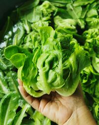 Close-up of hand holding green leaves