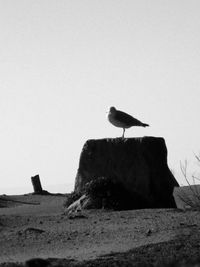 Seagull perching on rock