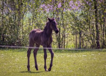 Horse standing in a field