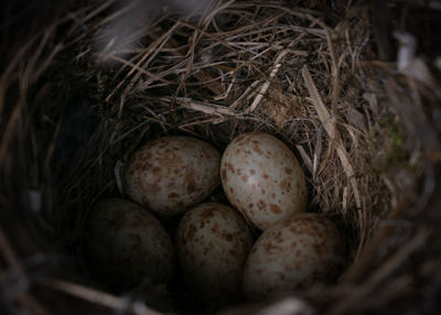 Close-up of bird eggs