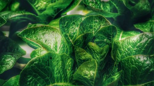 Full frame shot of vegetables