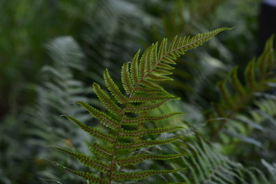 Close-up of fern leaves