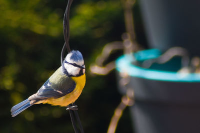 Close-up of bird perching on feeder