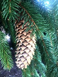 Close-up of pine tree