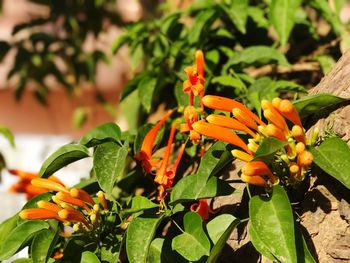 Close-up of orange flowers blooming outdoors