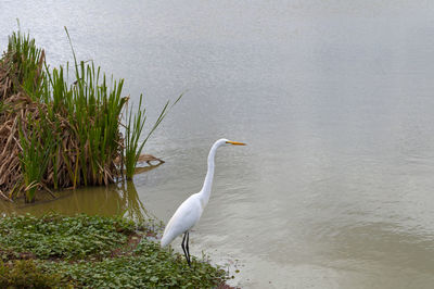 White heron perching on grass by lake