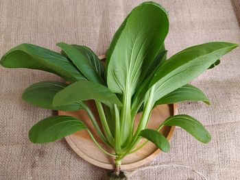 High angle view of green leaves on table