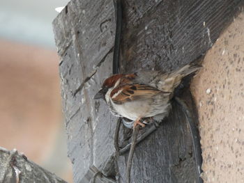 Close-up of bird perching on tree trunk against wall