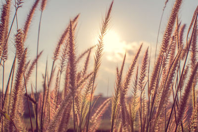 Close-up of stalks in field against sky