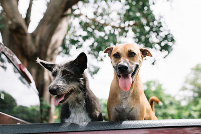 Portrait of dogs