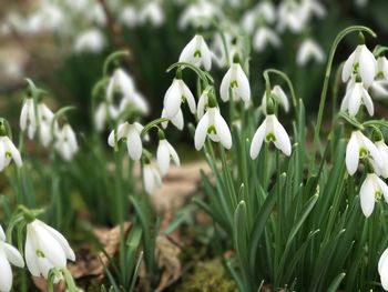 Close-up of white flowers blooming outdoors