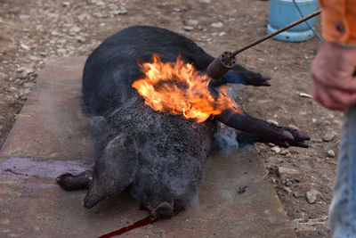 Slaughter burn the pig hair off with a gas burner before butchering